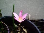 Zepyhranthe verecunda rosea